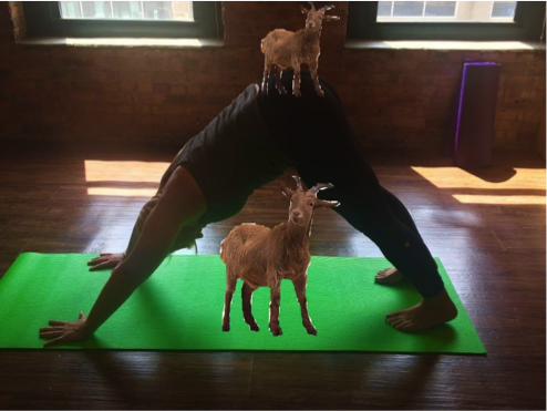 Goat Yoga - by Kelly Newman**